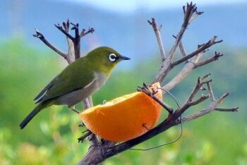 Orange River White-eye, Klein-Brakrivier, Garden Route